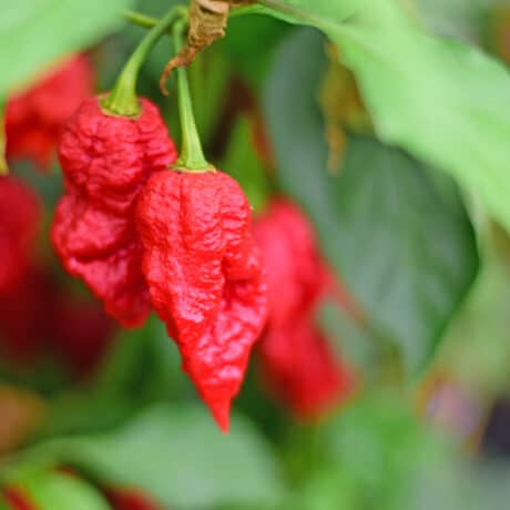Carolina Reaper Seemned
