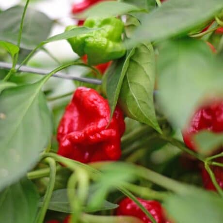 Scotch Bonnet Seemned