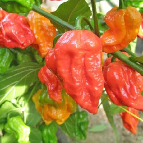 Punase Bhut Jolokia Seemned