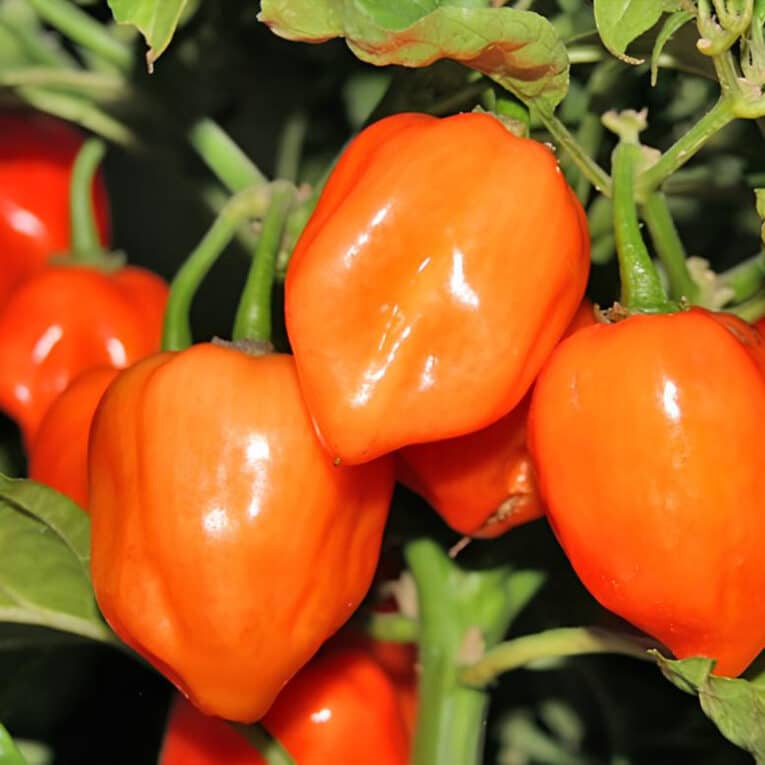 hot-chip-seeds-habanero-orange-2