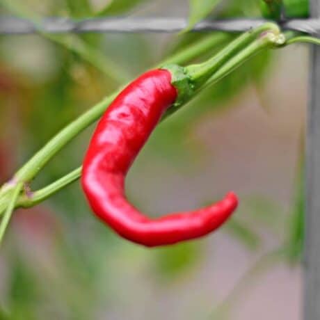 Punase Jalapeno Seemned