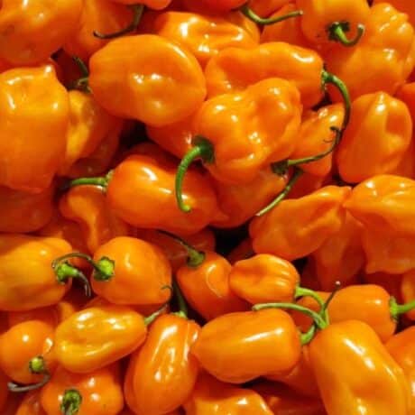 Oranži Habanero Seemned
